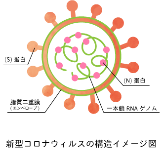 新型コロナウイルスの構造イメージ図